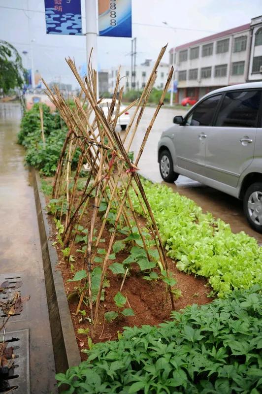 自留地。有人总是对六七十年代生产队时，农民有没有自留地发问，生产队农村每家每户都