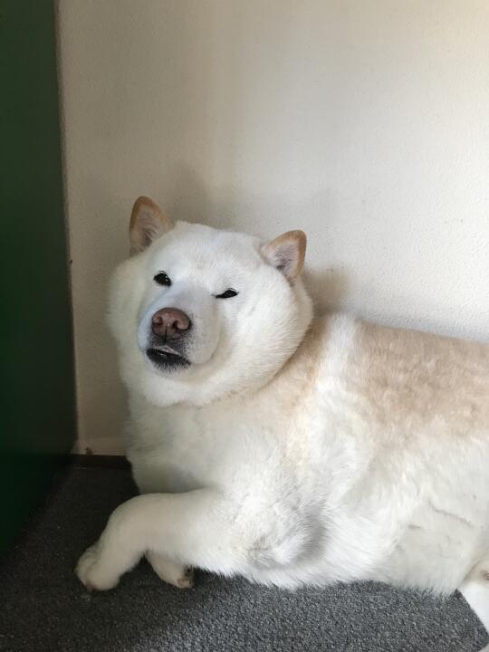 角落生物
