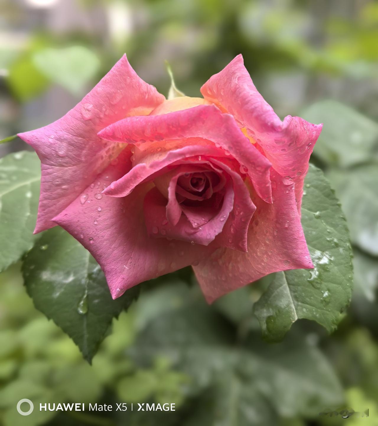 雨后天晴，花儿愈发娇艳，这是刚刚抓拍的画面（2026年4月22日）。
昨天雨整整