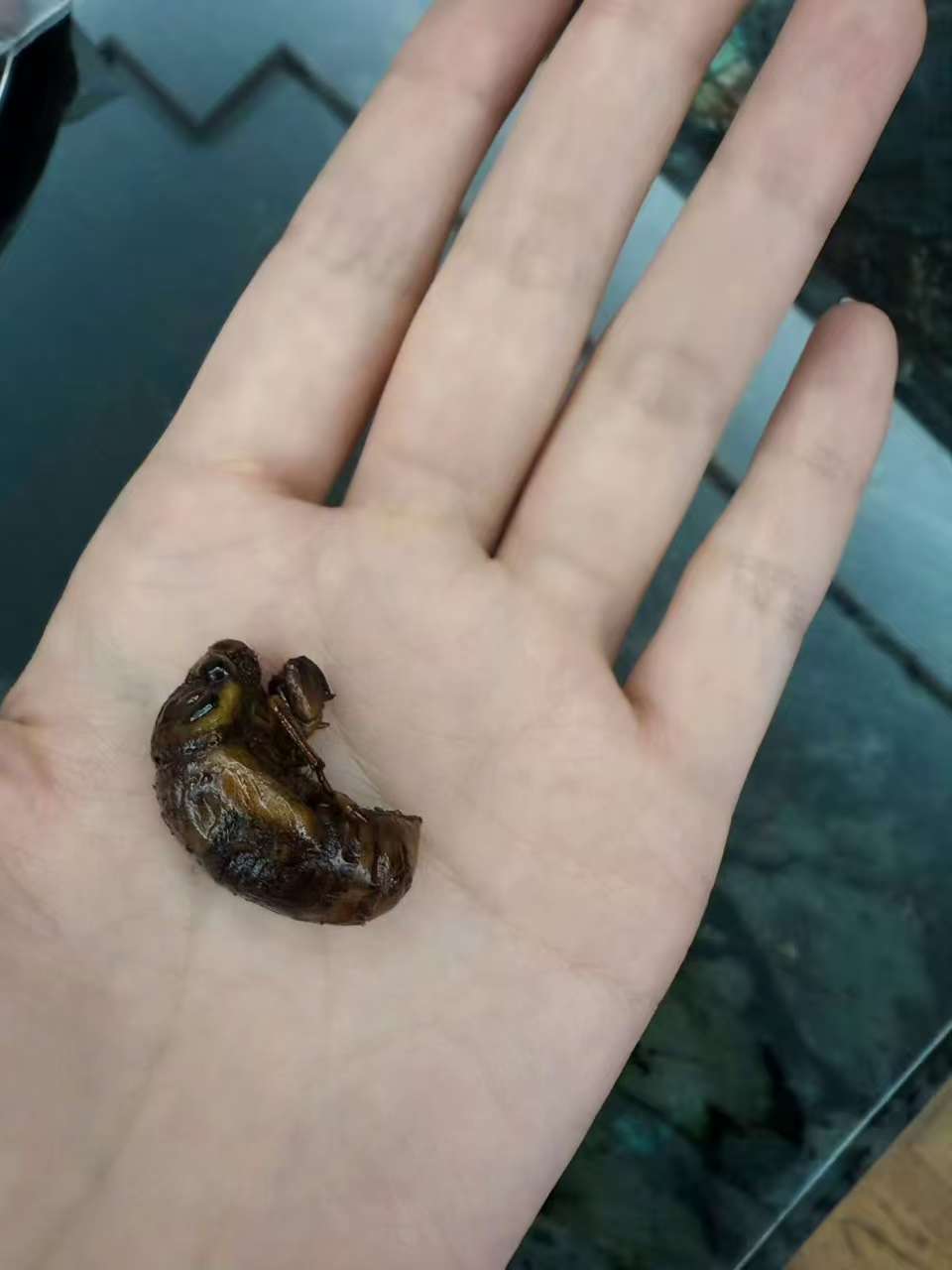 张馨予今天晚餐是虫子 张馨予今天晚餐是一只虫子哇哇哇哇哇，张馨予今天晚餐是一只虫