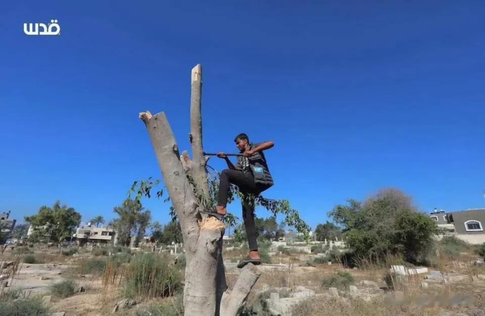 都是以军逼的。加沙被围被封锁，燃料奇缺，农民把油橄榄砍了烧火做饭，取暖，勉强应对