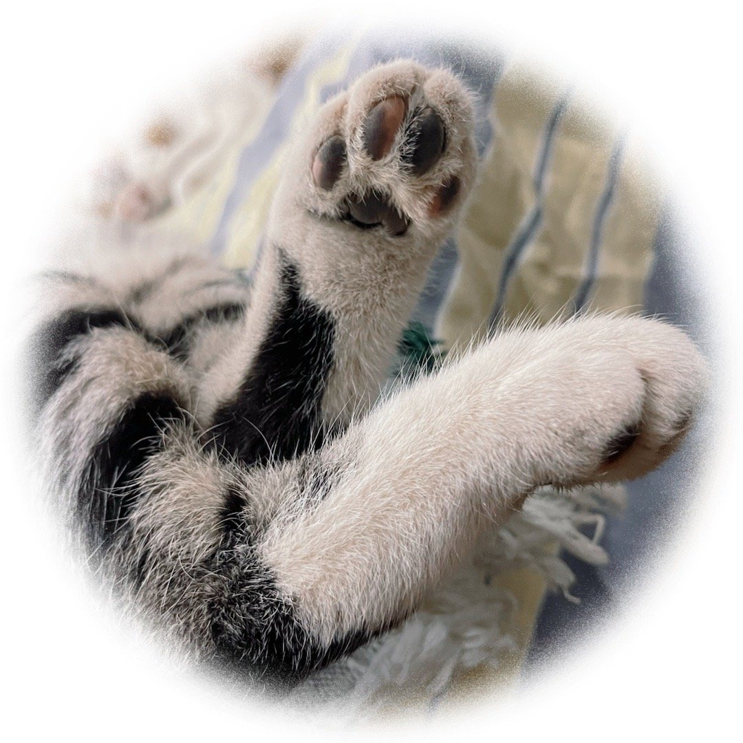 我的花园我的猫田园猫也超美 给你一jio ——花臂大佬浅浅哥 