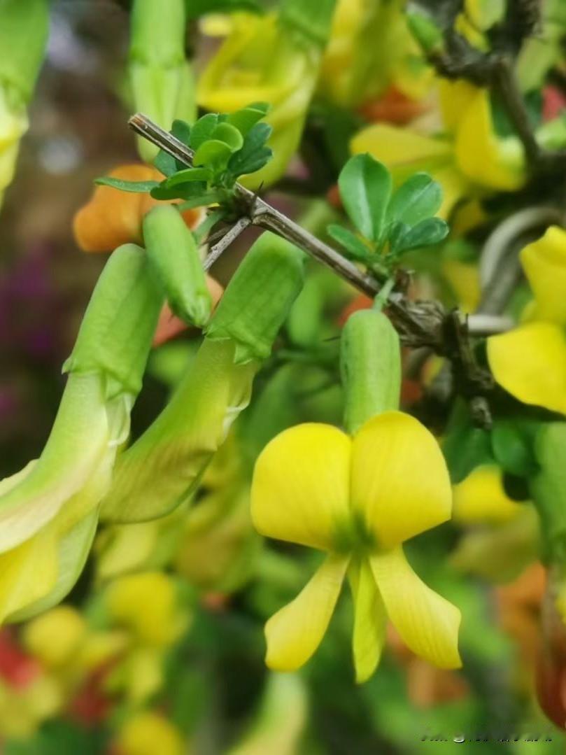 在幸福河湖畔枫树湾体育公园内，那花的美简直绝了。我相册里最近拍的花，就是在这儿邂