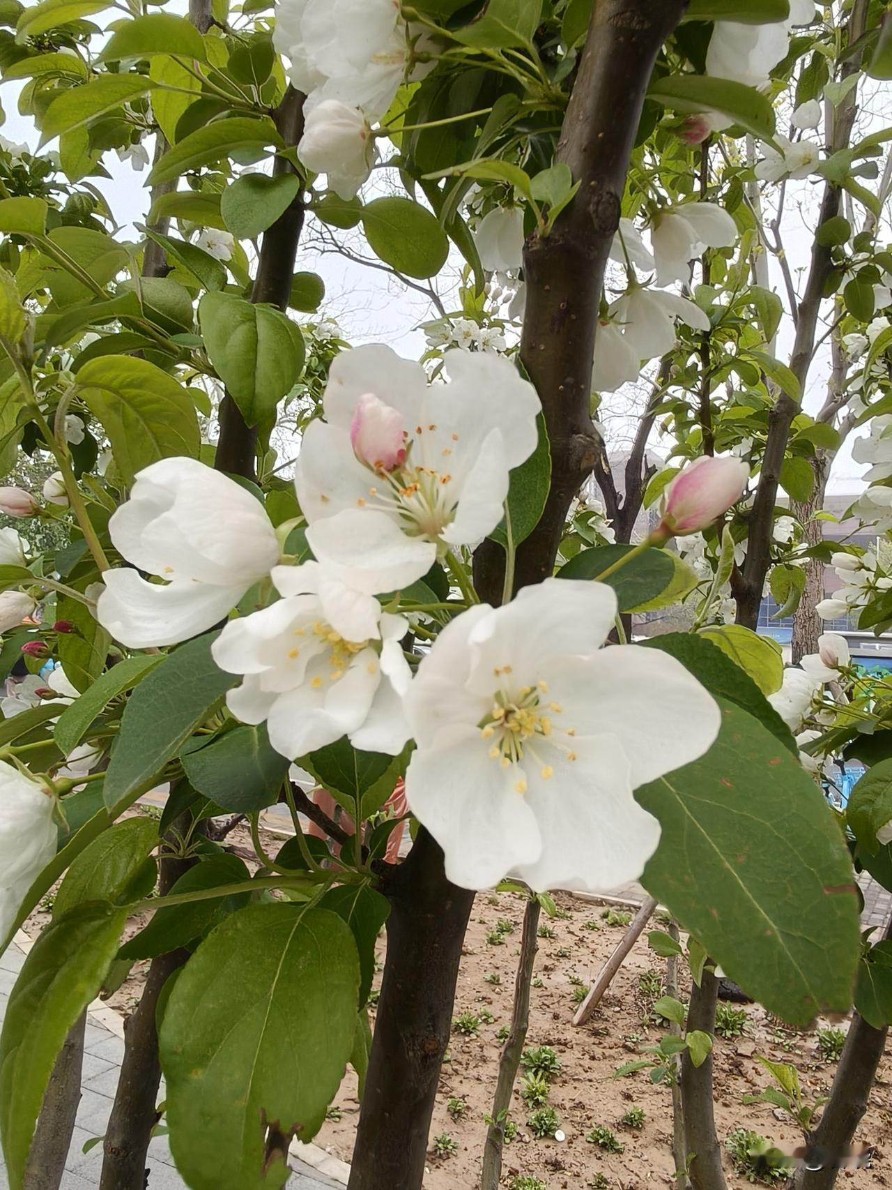 走在过街天桥上，看到不远街边处有一片白色的花，便走近去看，居然是天府海棠。