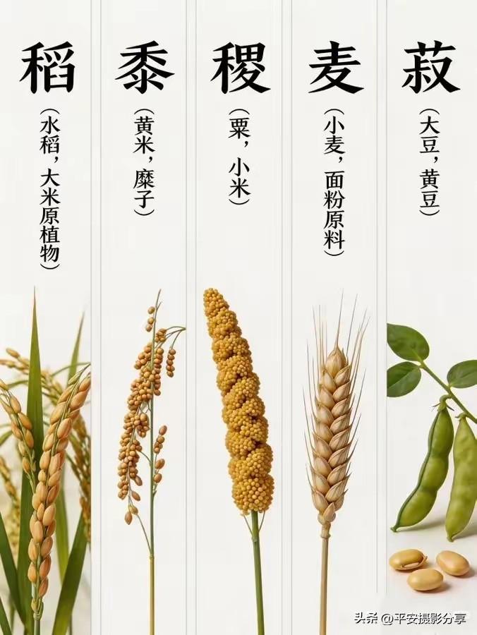 五谷杂粮，营养丰富，健康生活从这里开始！🌾🌽🌻🌾🌽🌻粗粮养生指南 七