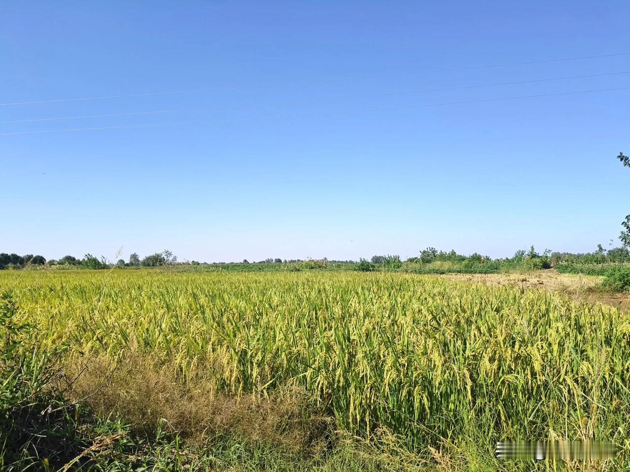 #秋日旅行日记#国庆假日，秋高气爽，闲暇无事来到郊区田野，享受秋日盛景。立足于田