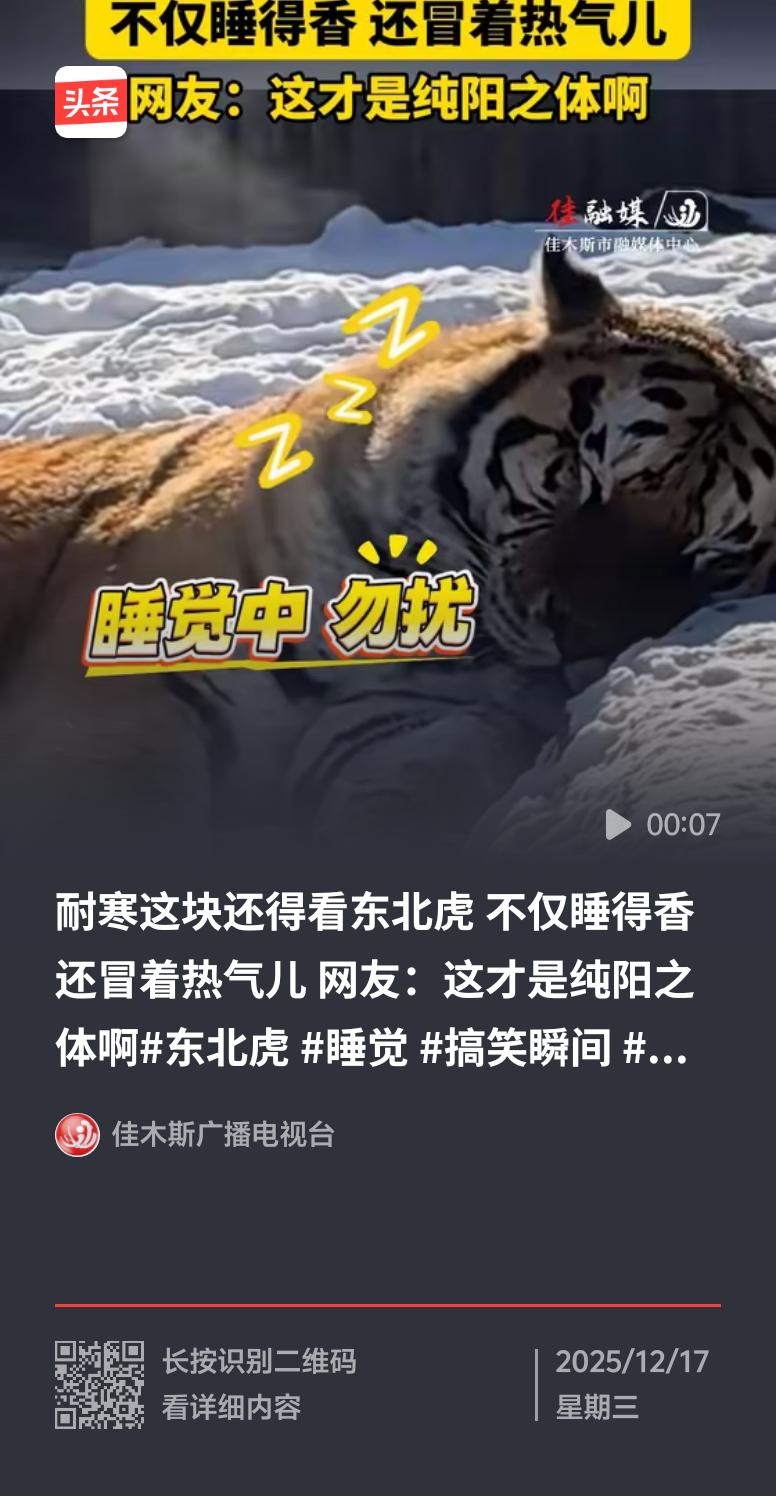 看到东北虎雪地睡觉还冒热气的画面，真的太震撼了。在 -20℃的西伯利亚，东北虎就