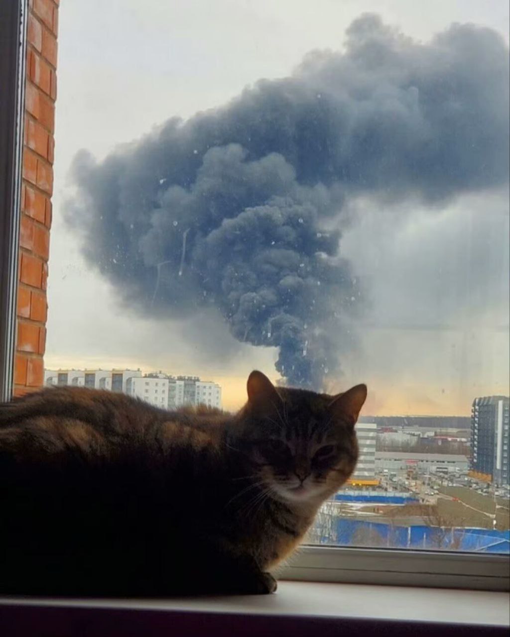 猫脑过载 ​​​