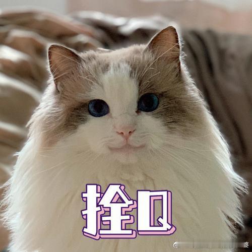 labubu冰箱溢价3000元嗯，好主意，自己做个冰箱，让自己“彻底凉透” 