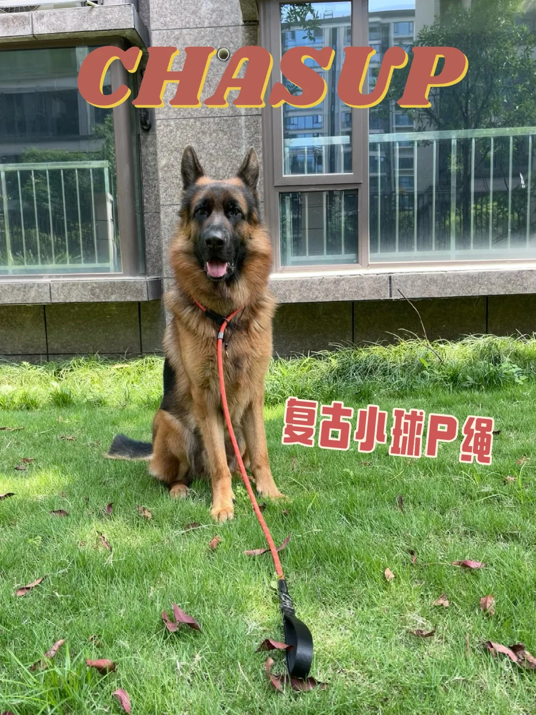 中大型犬家庭，一定要试试P绳！