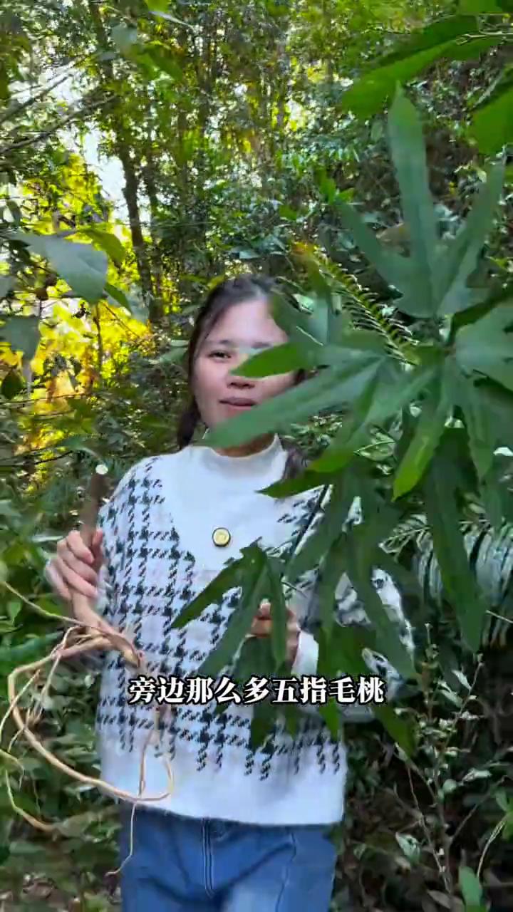 白花牛奶根。
旁边那么多五指毛桃，我一棵都看不上。今天上山找一种比五指毛桃还要香