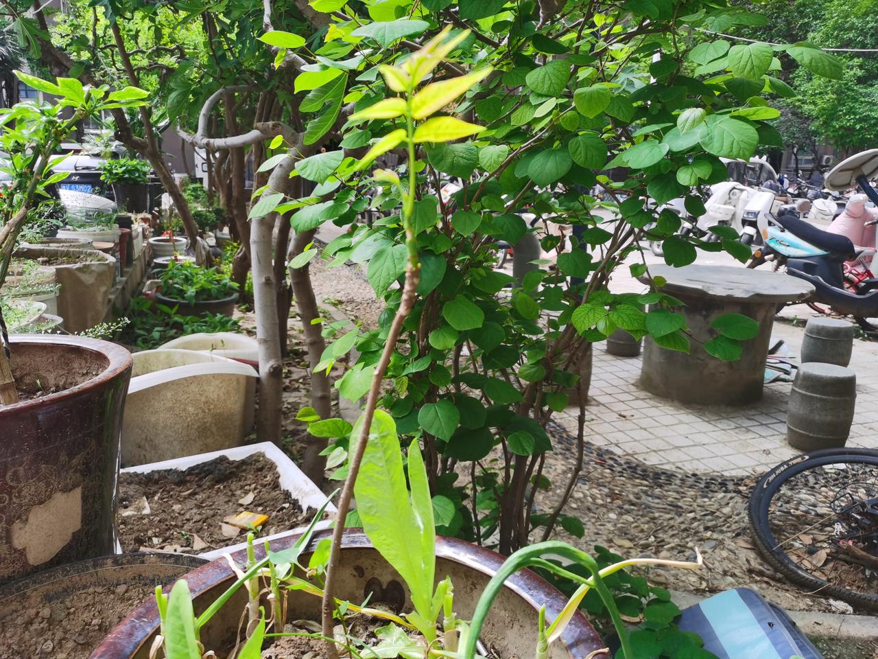 我爱栽树
年前栽的香椿树全活了

现在香椿芽都能吃了，自己种的鲜摘鲜吃，看着也好