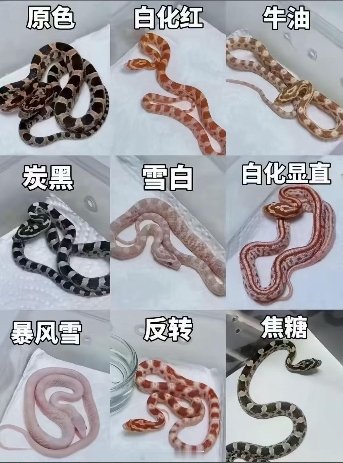 有养宠物蛇的宝子吗？这玩意好养活吗？ 