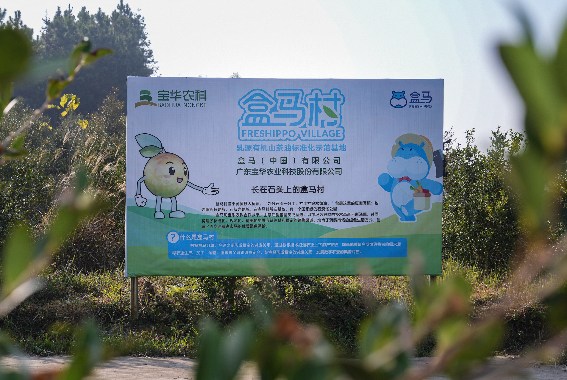 从餐桌到梳妆台，有机山茶油盒马村“榨”出茶果新价值