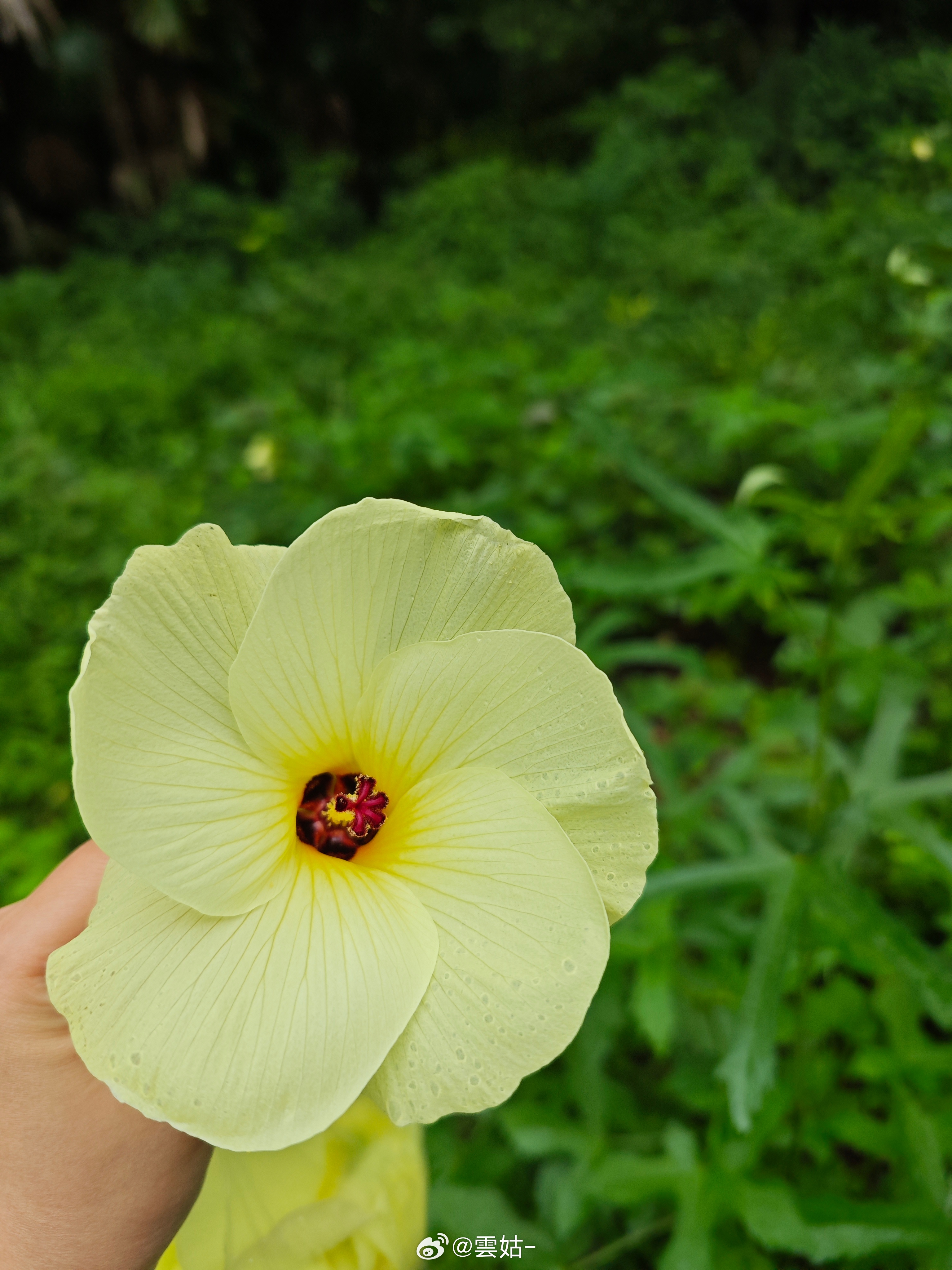 漏漏花大头照 