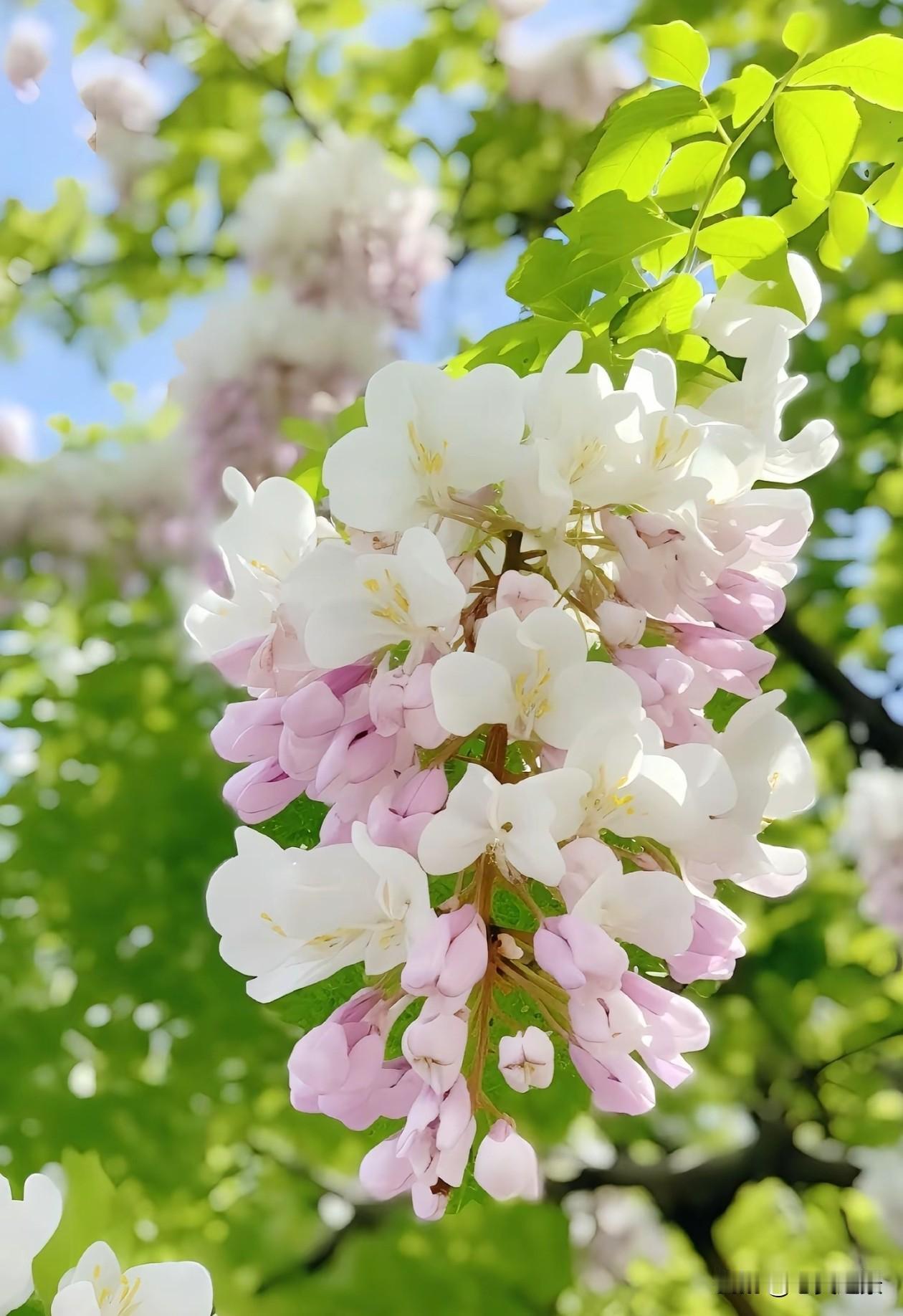 满串槐花，不慌不忙地在枝头舒展。它不追赶春光，只在属于自己的节奏里，把平凡的日子