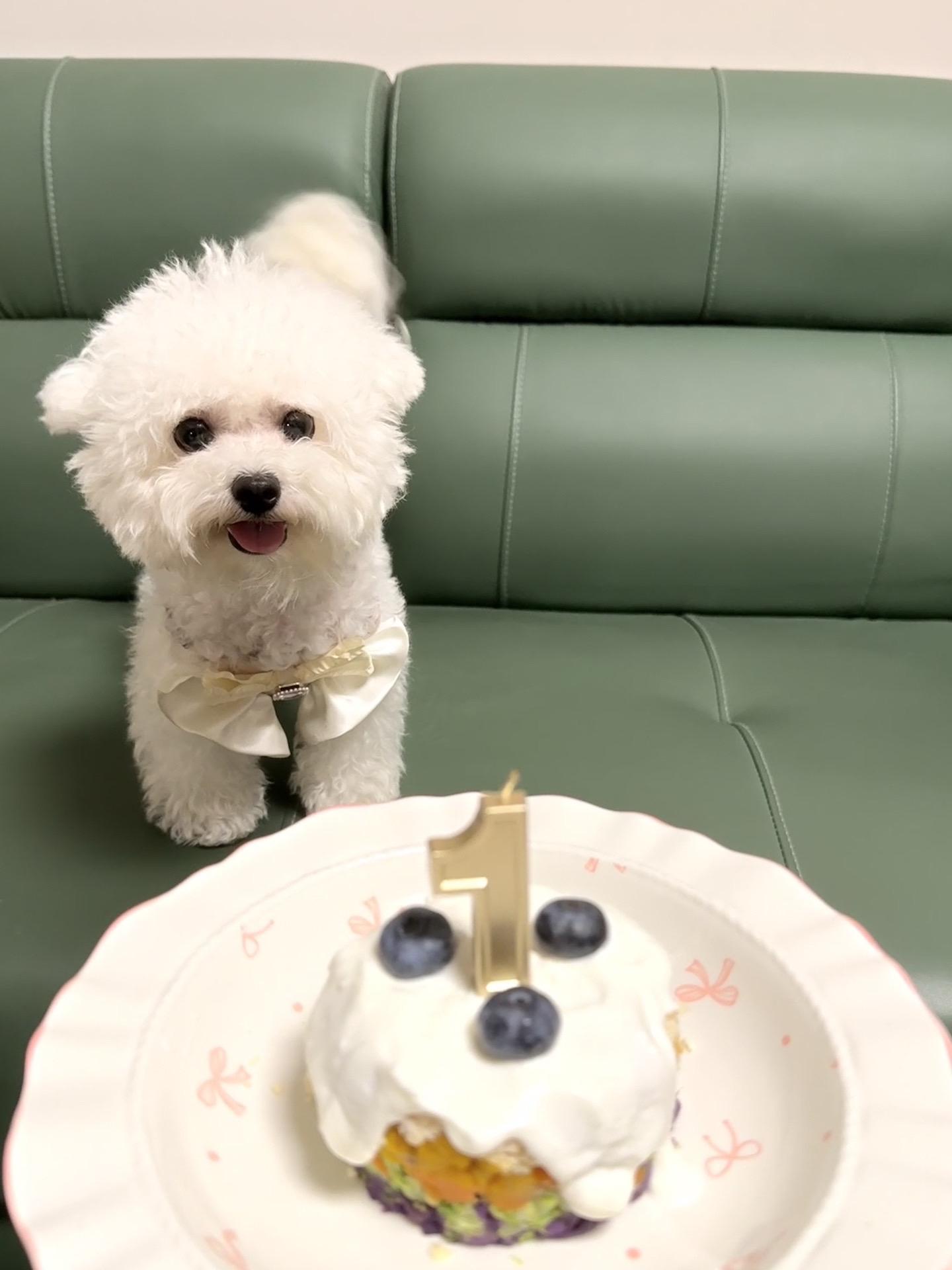 我的小狗 也有专属手办了！