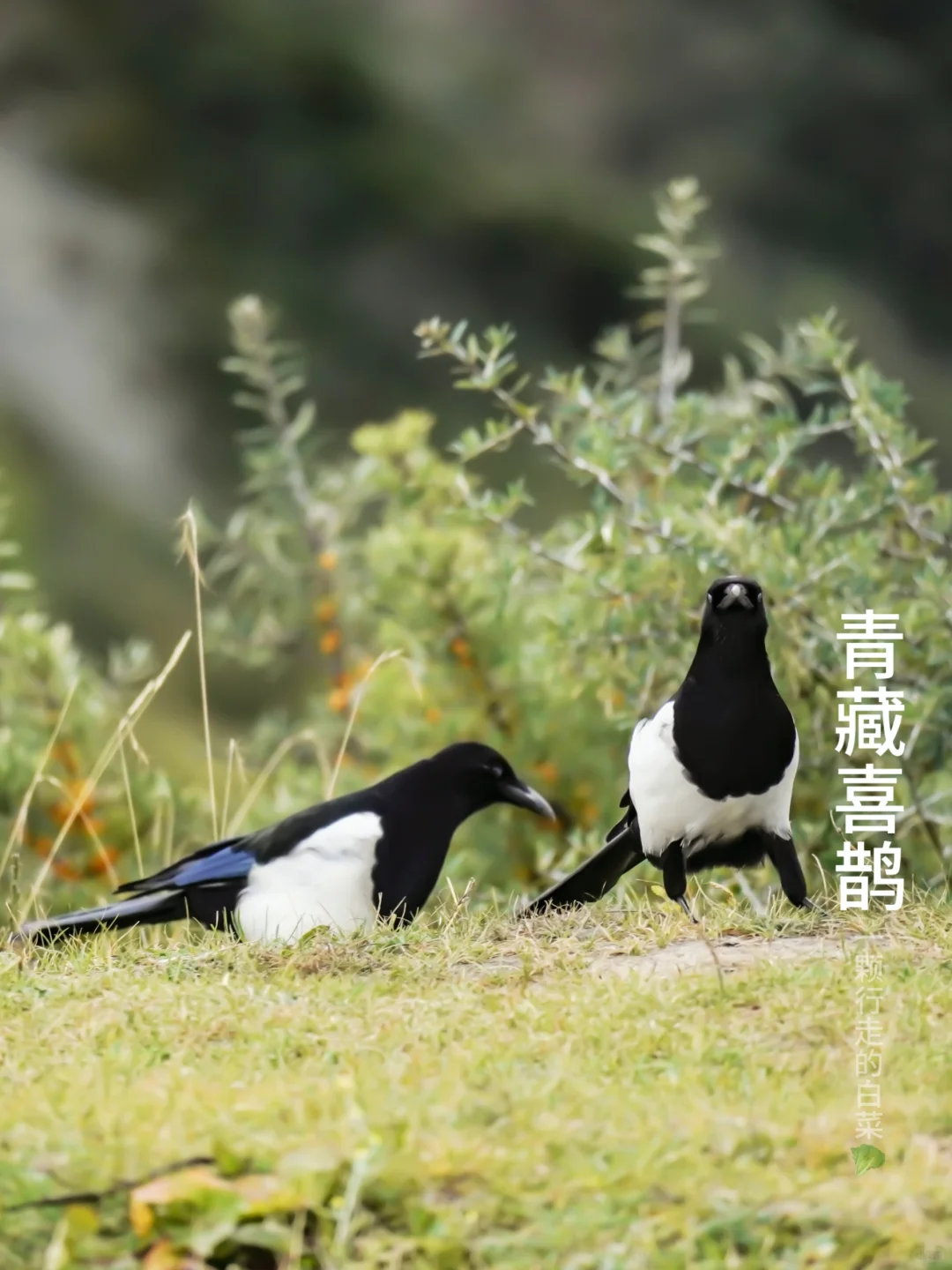 青藏喜鹊｜喜鹊喜鹊见之狂喜