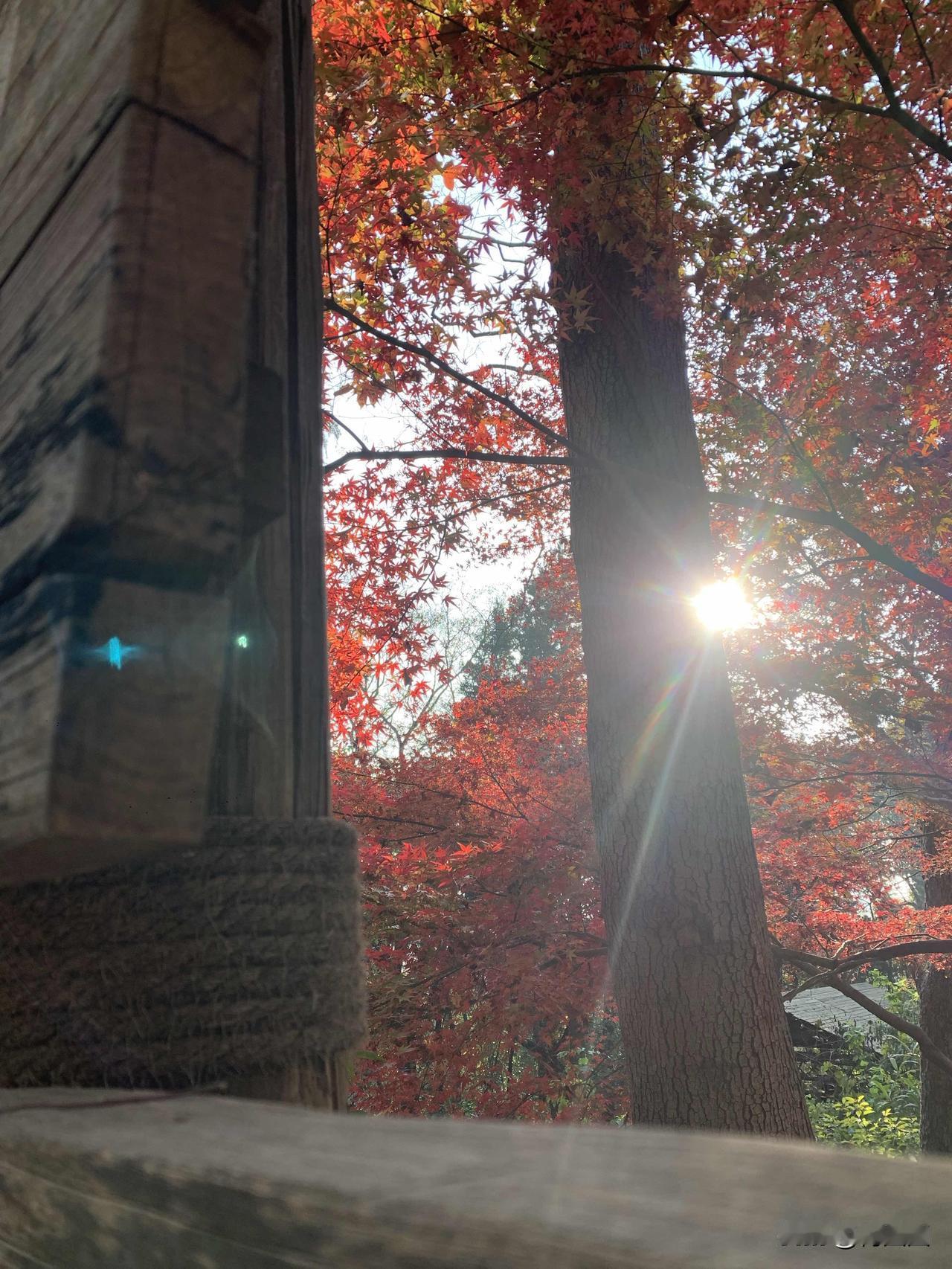 上周去动物园拍摄的，虽然已经入冬，但是枫叶还真是美。

金黄色的暖阳，洒在红的、