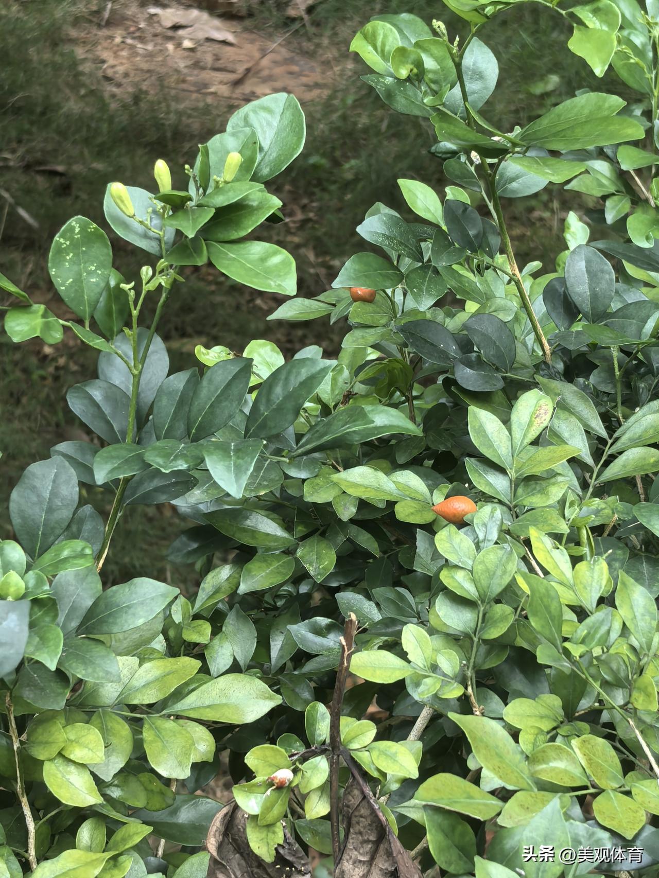 椰林湾里九里香