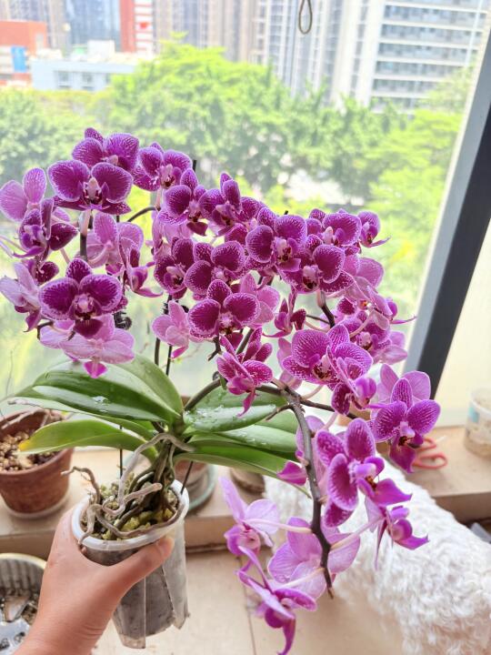 蝴蝶兰一颗成景，4花剑，金边蔓越莓