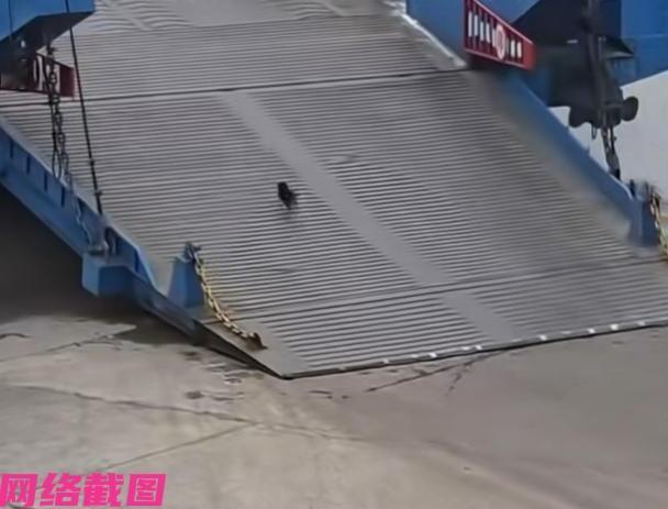 湖北荆州一处长江码头上，有只小黑狗狗因经常蹭来往的渡船去找朋友，为此渡船还特意专