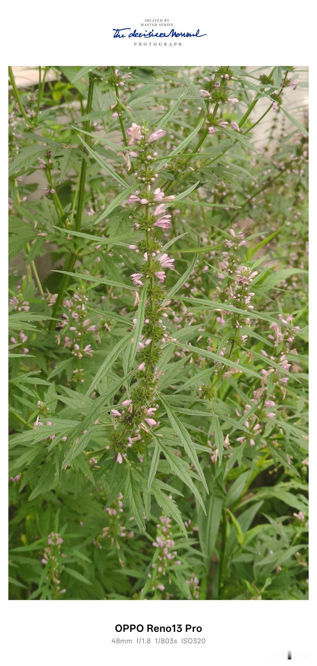 在老家乡下的田埂、路边、荒地随处能见到益母草，每年春夏时节成片生长，淡粉色小花顺