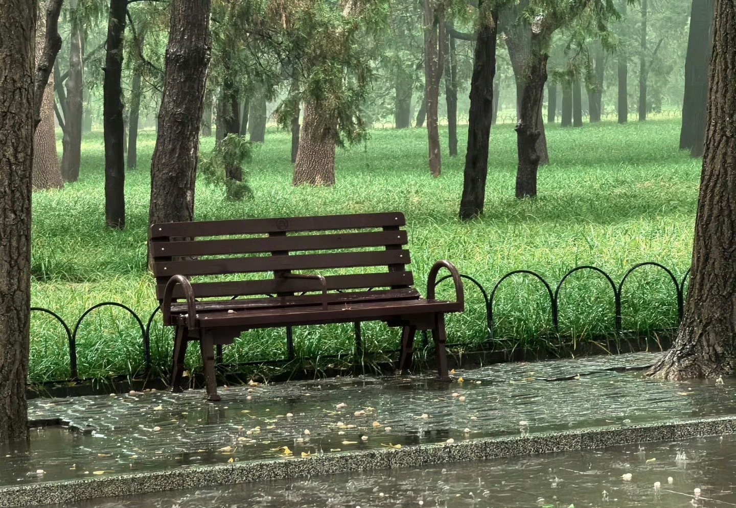 北京大雨这雨下了一整天了，刚好在周六，非常适合睡觉的一天[柯基] ​​​