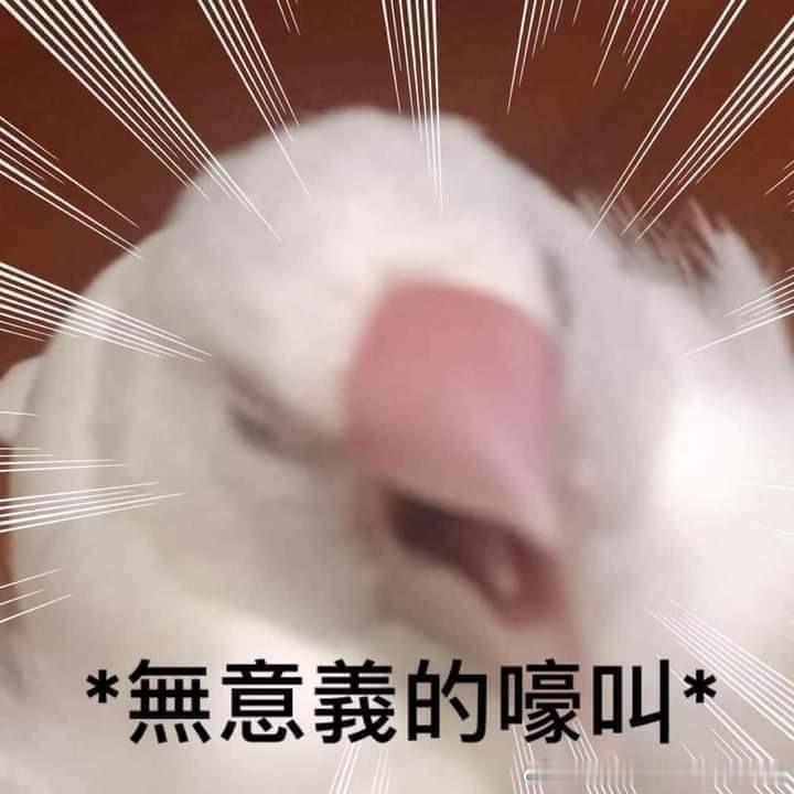 磕了戬宾之后每晚最期待的事情就是沐浴焚香之后，星夜前往凹三挑选心意的睡前读物 