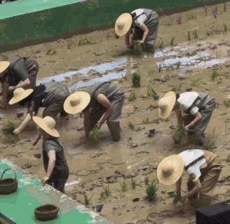 别以为这是农田里的农民伯伯在种地，这是某商场为城里人举办的插秧大赛！
