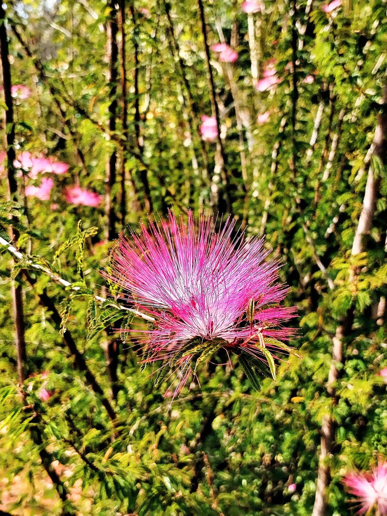 晒图笔记大赛 晒图笔记大赛
粉嫩的花朵于绿意葱茏的背景中绚烂绽放，恰似童话里的梦