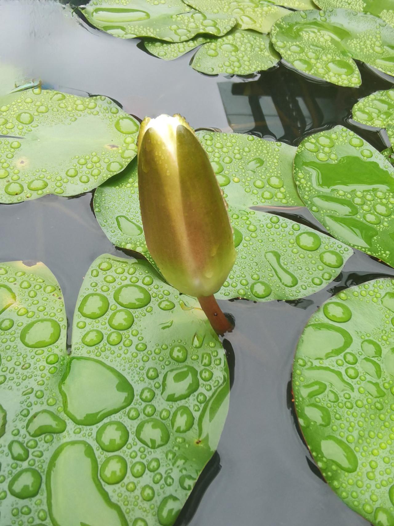 早上睡莲是这样，预计阳光不足，果然不出1个小时就下雨了。洋泾湖 睡莲