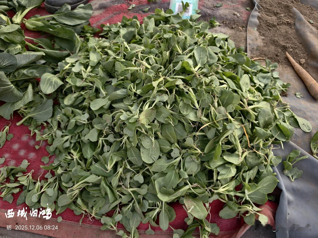 今年的菜价可能是近几年来最坚挺的，不知道为什么，今年菜价出奇的高。