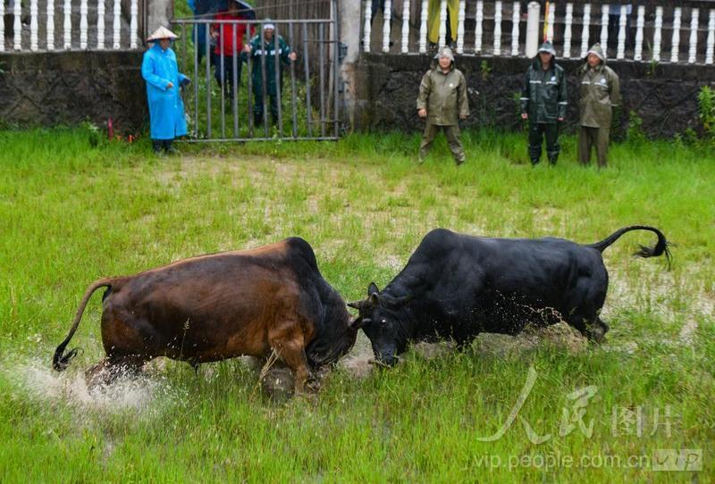 10月2—4日连续三天！金华将举办首届金华牛王争霸赛
9月20日，金华市斗牛协会