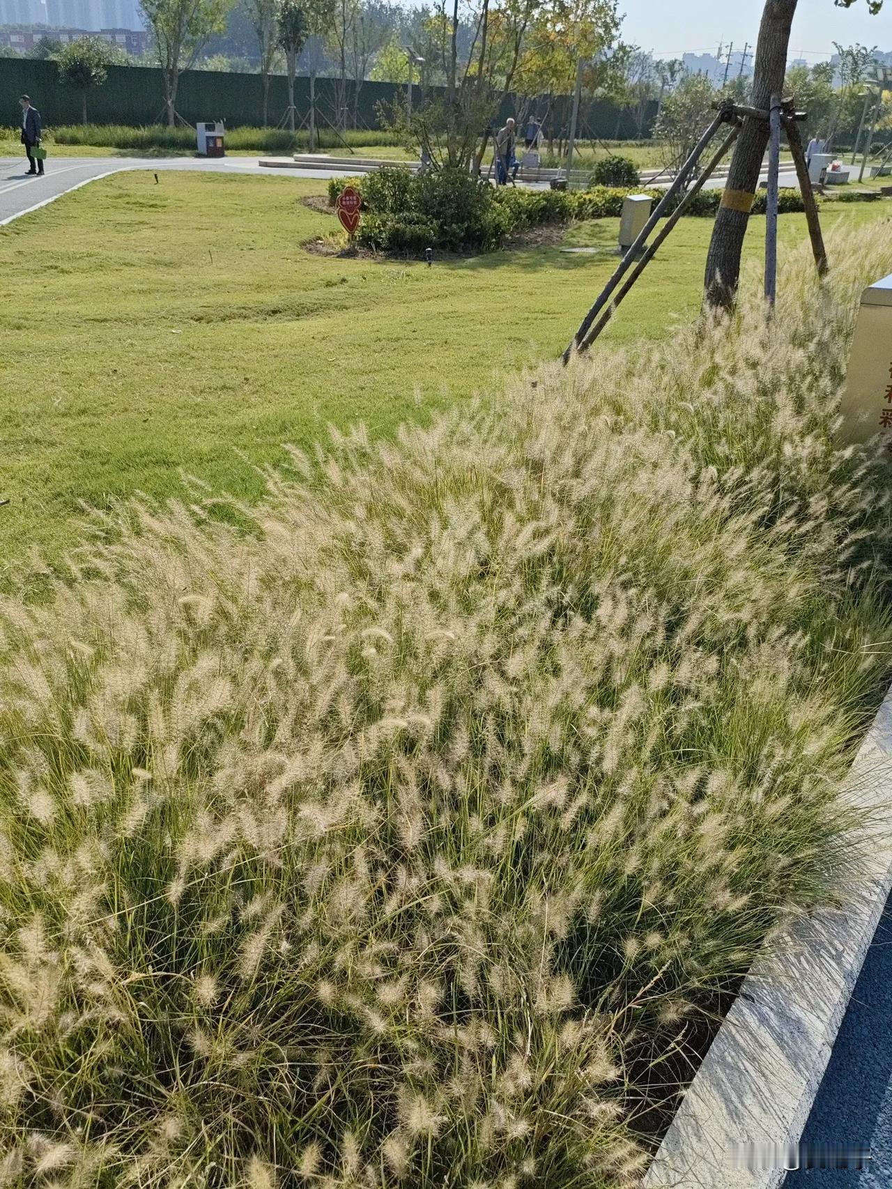 #拍一张秋日景色#秀才风中摇，世间从中笑