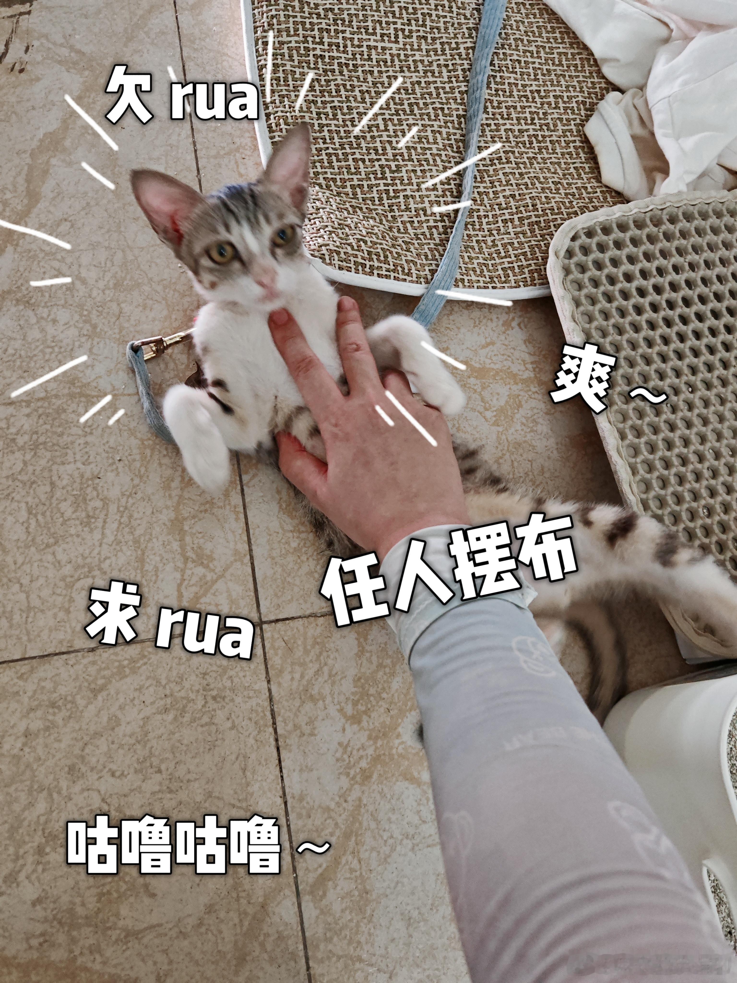 7 月是奥胖子的生日月，在这个隆重的生日月里，窝捡到了人参第二只咪，这只实在是太