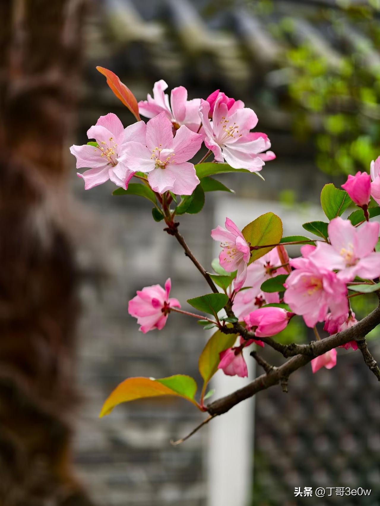 【昨日客流】
3月30日（周一）
武汉城市轨道交通线网客运量（含换乘）为416.