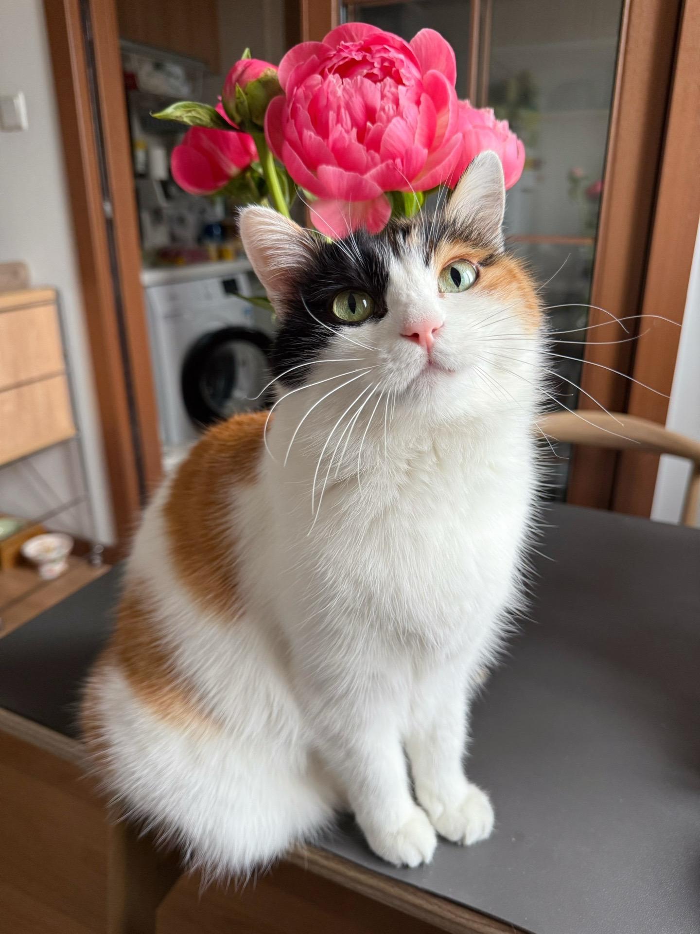 爱和离别都是小猫咪教会我们的东西。珍惜在一起的时光 无愧无悔