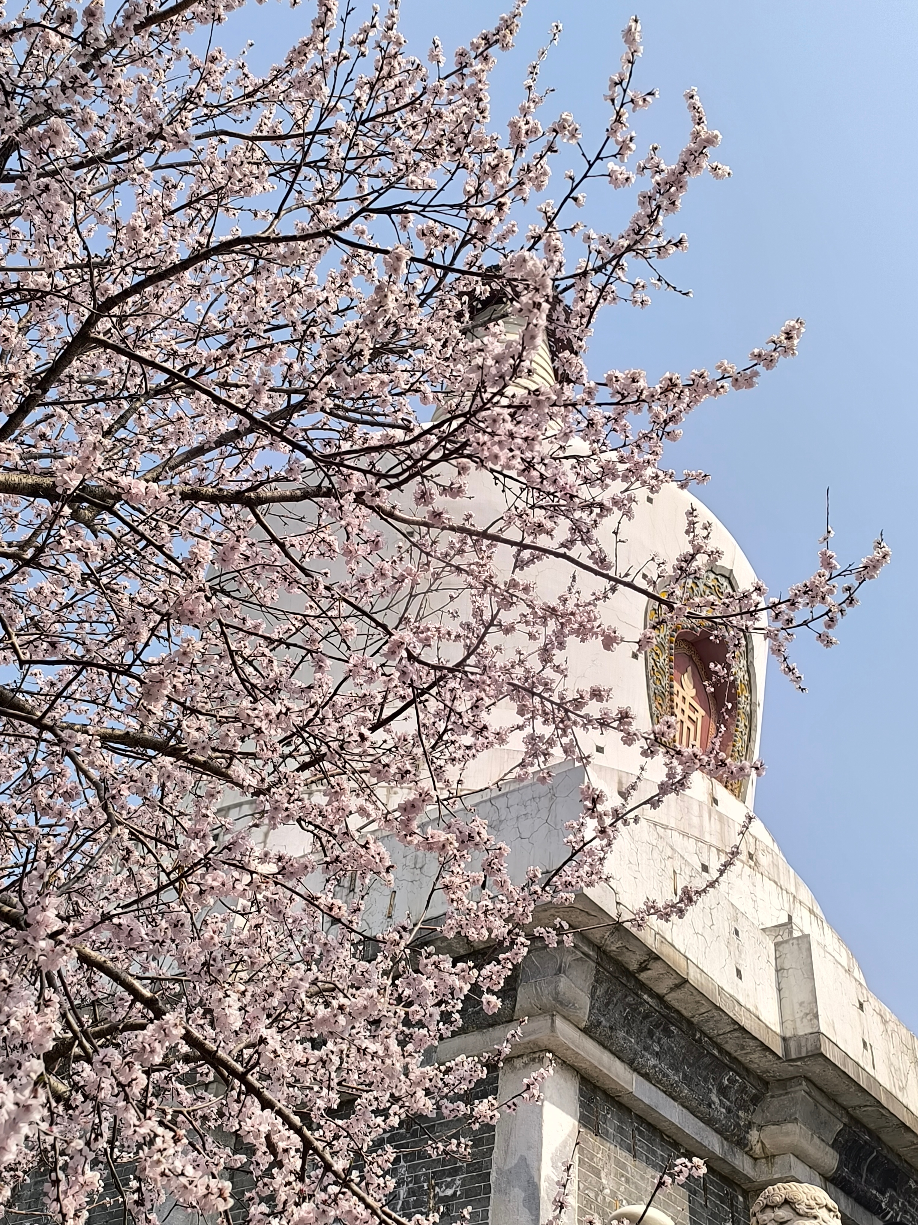 桃杏争春！玻利瓦尔英雄之地北海公园白塔 今日平凡 北京·北海公园-白塔