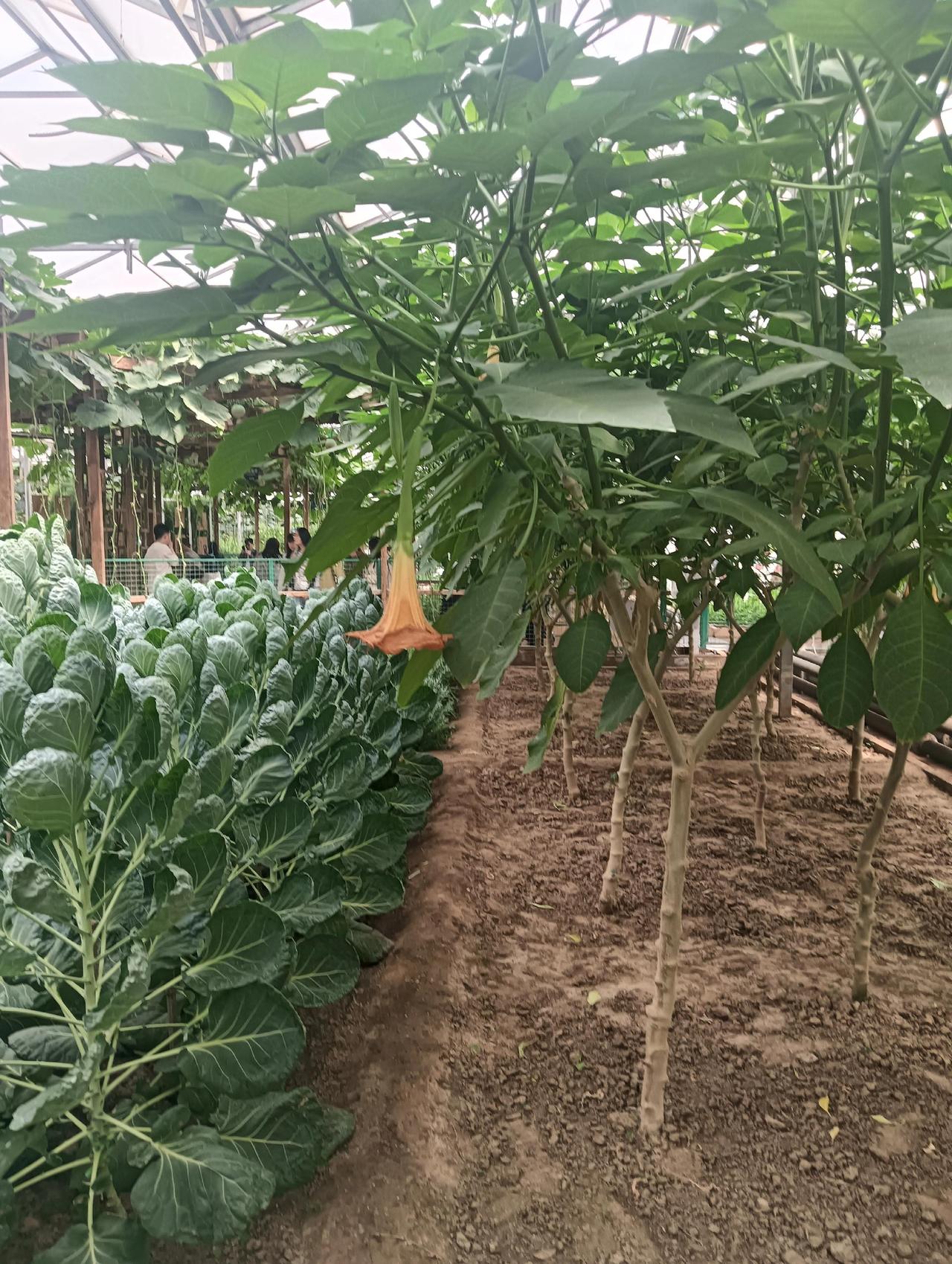 寿光蔬菜博览会。