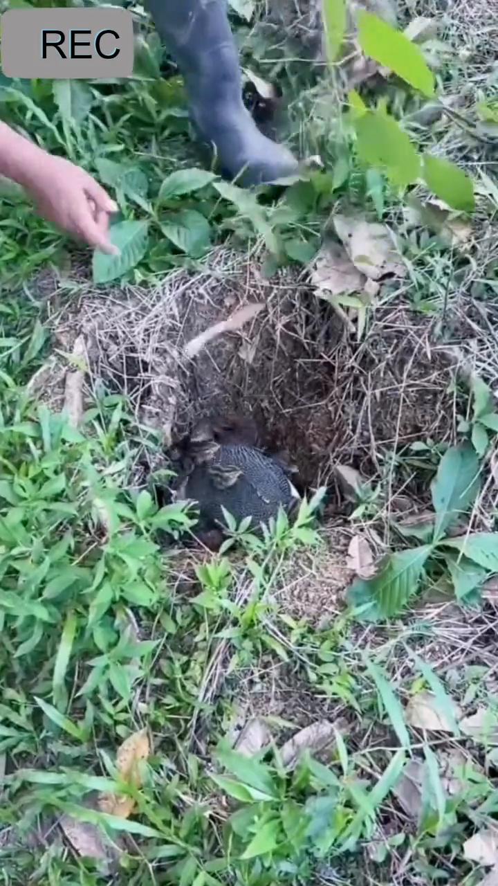 可爱的小鸡。
评论留言。