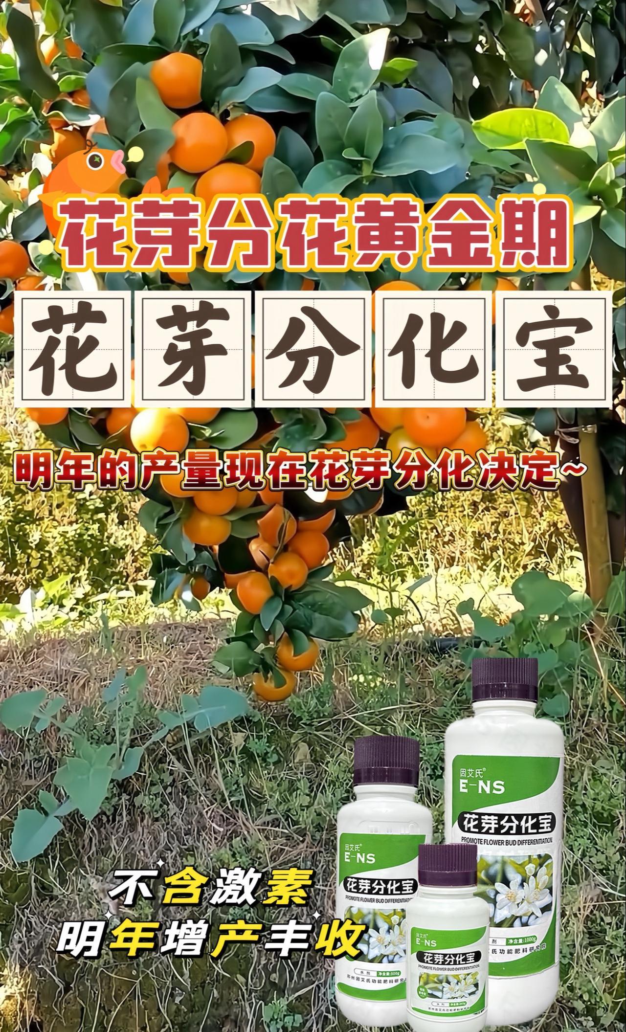 花芽分化宝促花芽分化,10月柑橘花芽分化黄金期,决定明年产量, 明年满树花满树果