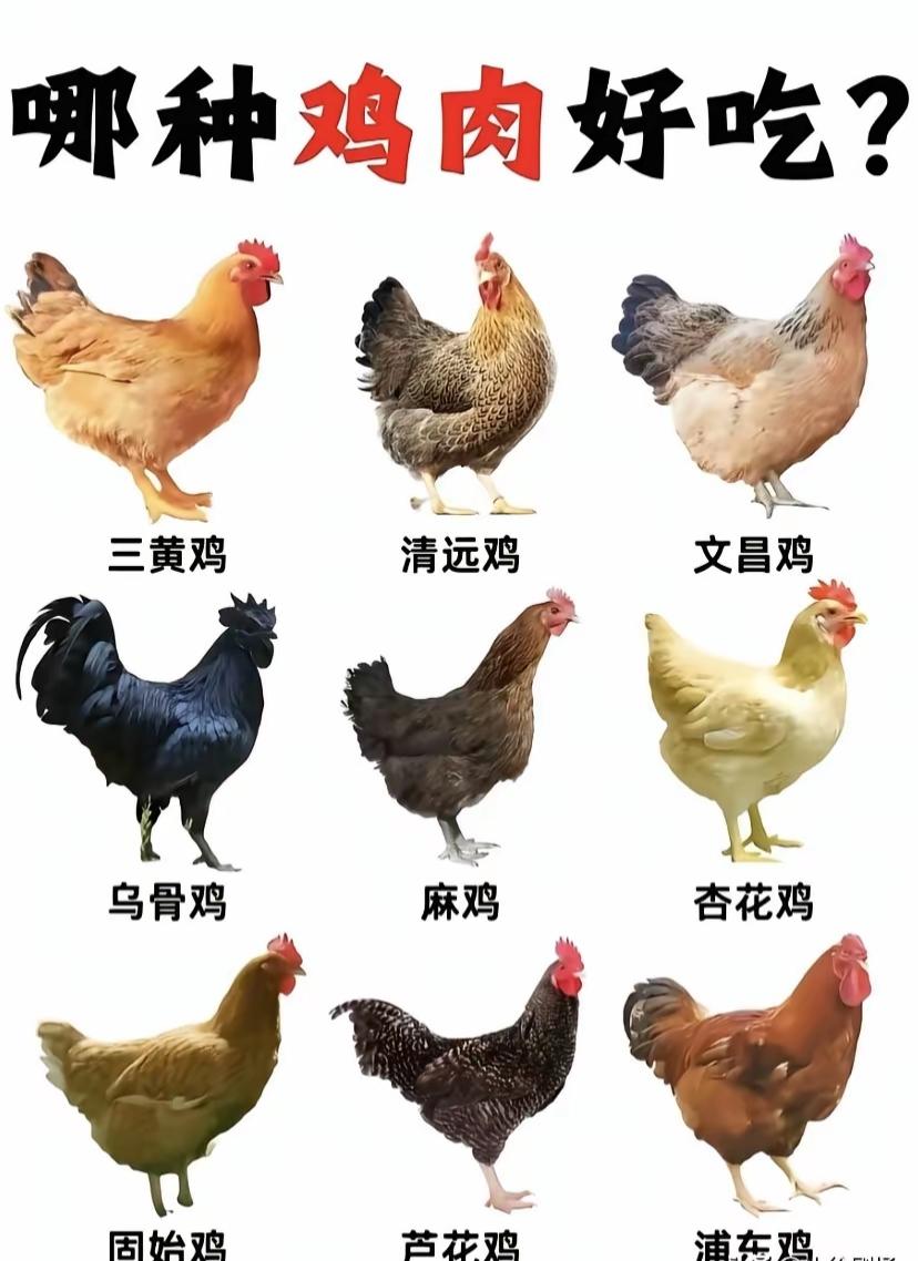 这张图展示了九种好吃的鸡肉品种。个人感觉芦花鸡🐔最好吃。好多都没有吃过。南方人