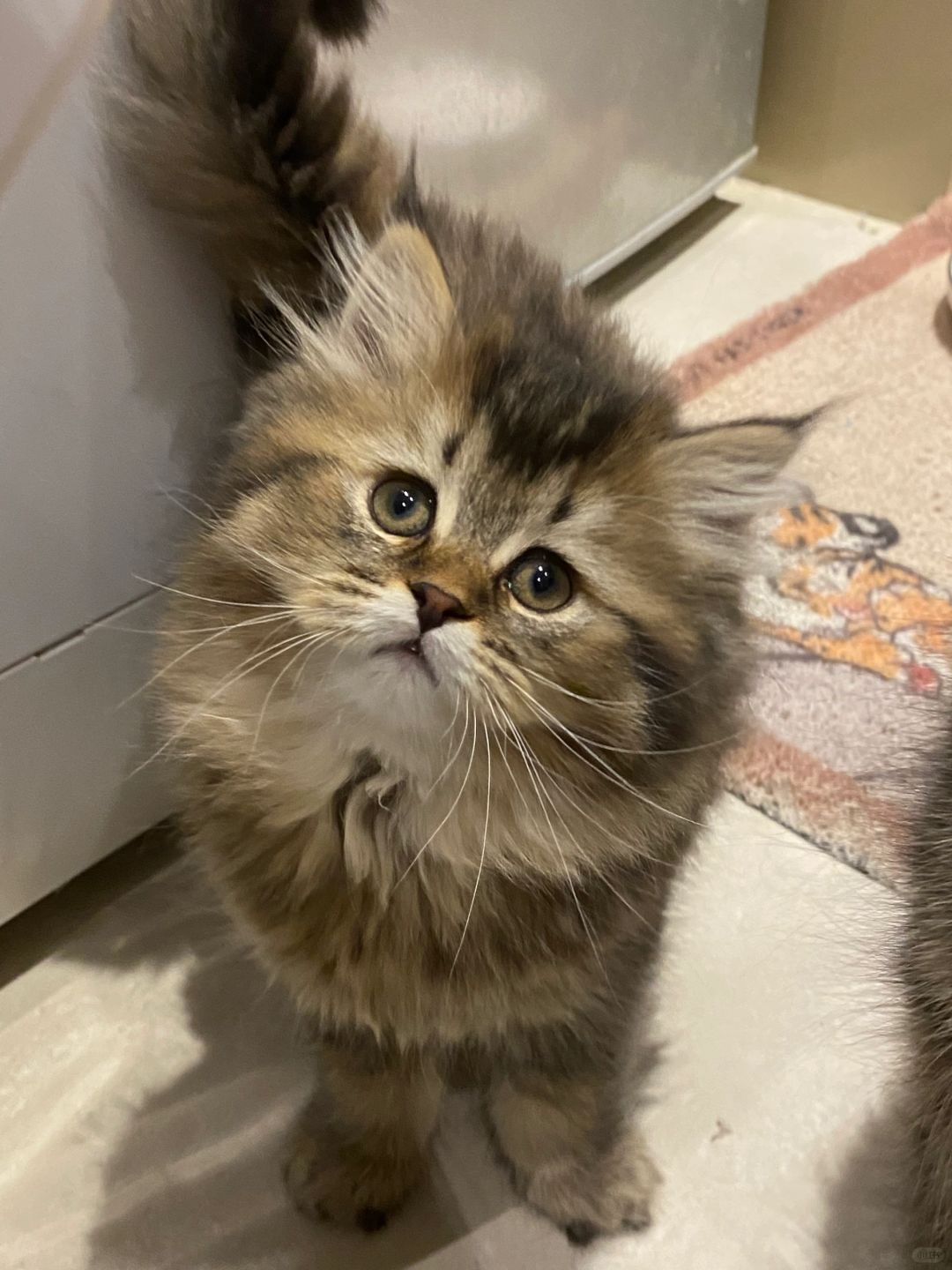 这么可爱的猫居然成了钉子户