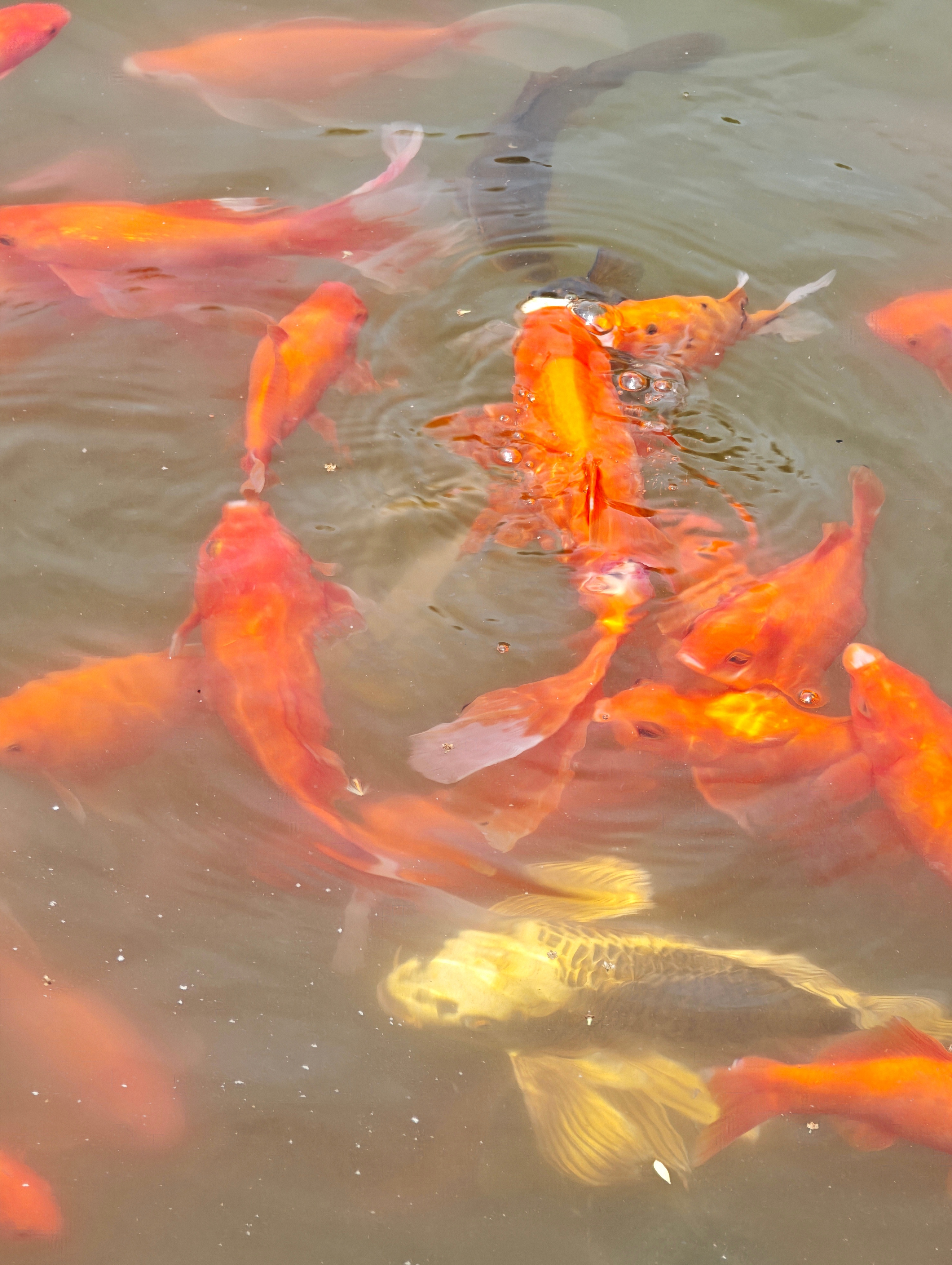 喂个饲料拍个鱼不违法吧？ 