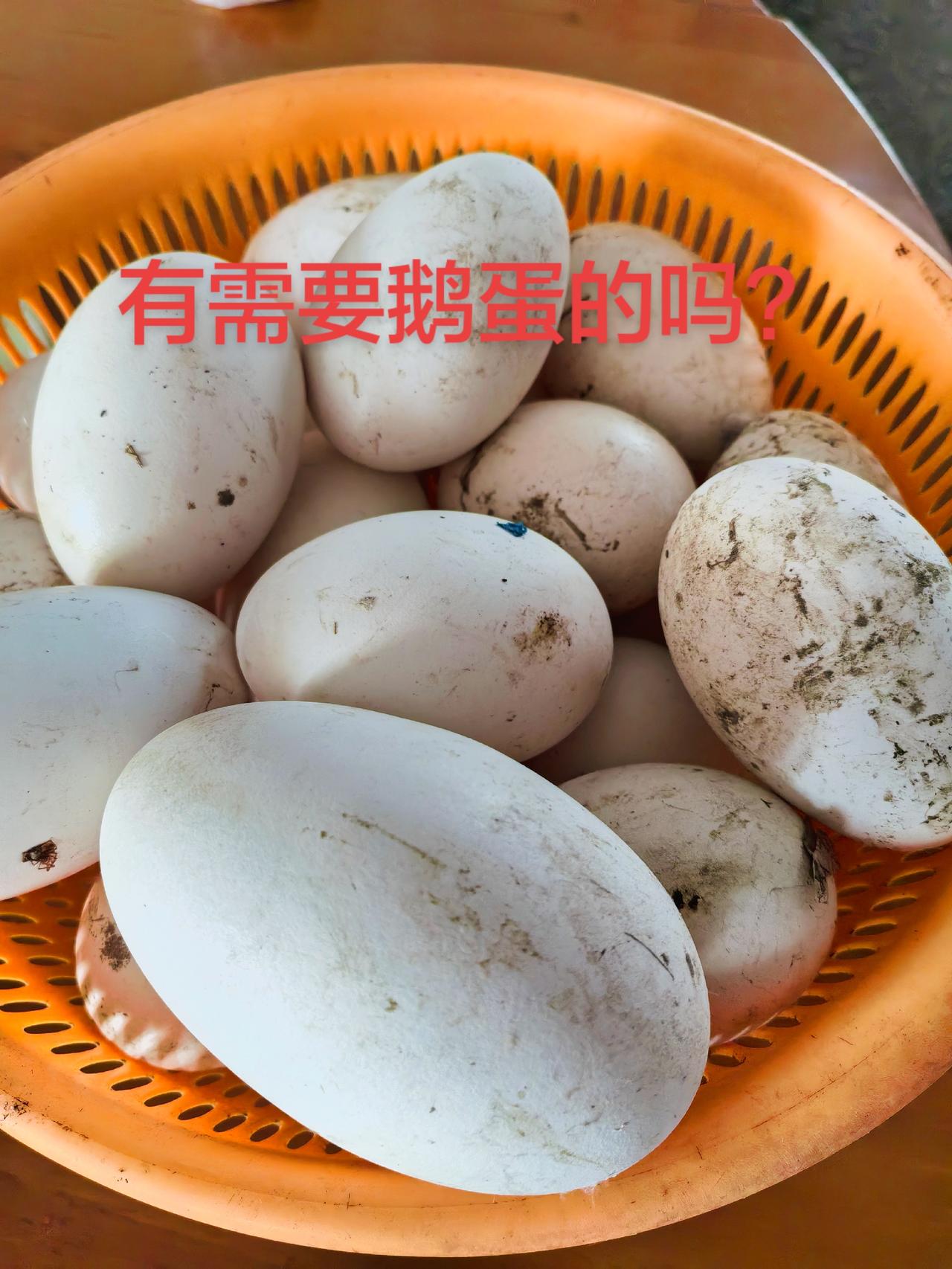 热门 好货 家禽 记录生活随拍 你吃过吗