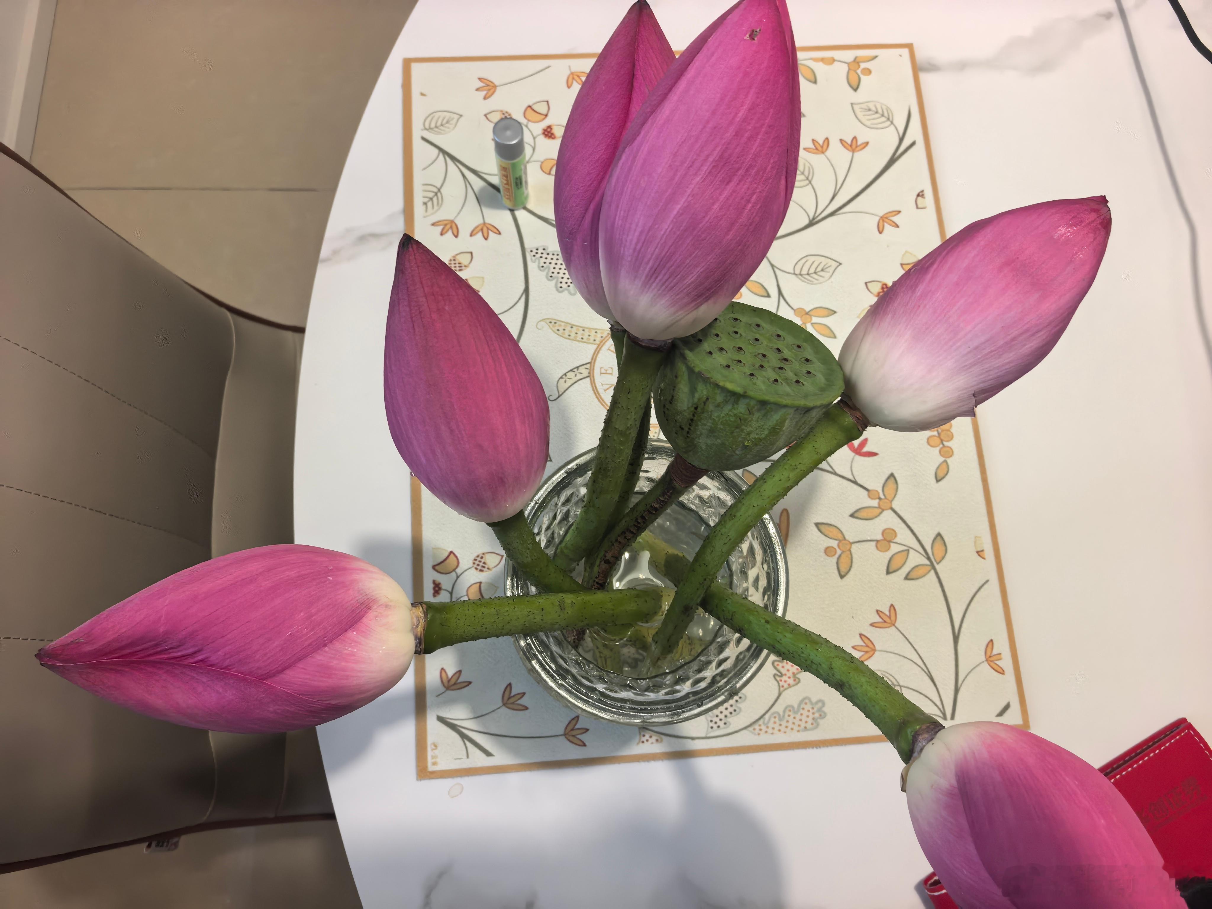 大哥经常目睹我在家给芍药花扇嘴巴子，今天买了荷花，大哥真诚的问“这个也要揍吗” 