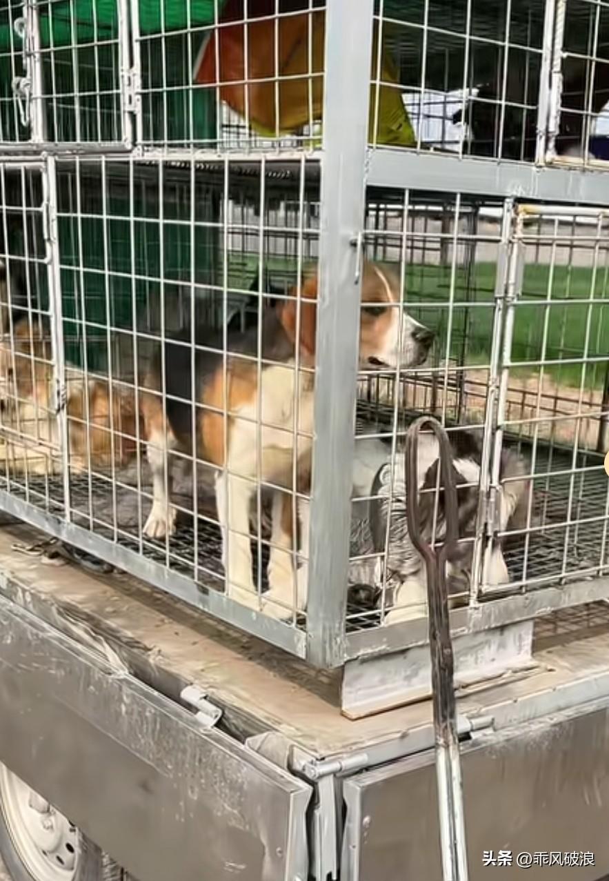 原本打算去集市逛逛，没想到在狗肉车上，一只会握手的边牧映入眼帘。它从狗笼缝里伸出