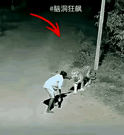 话说武大郎与武松，在豪饮十八大碗酒之后，趁着夜色勇闯景阳冈。此时，一只身形健硕的