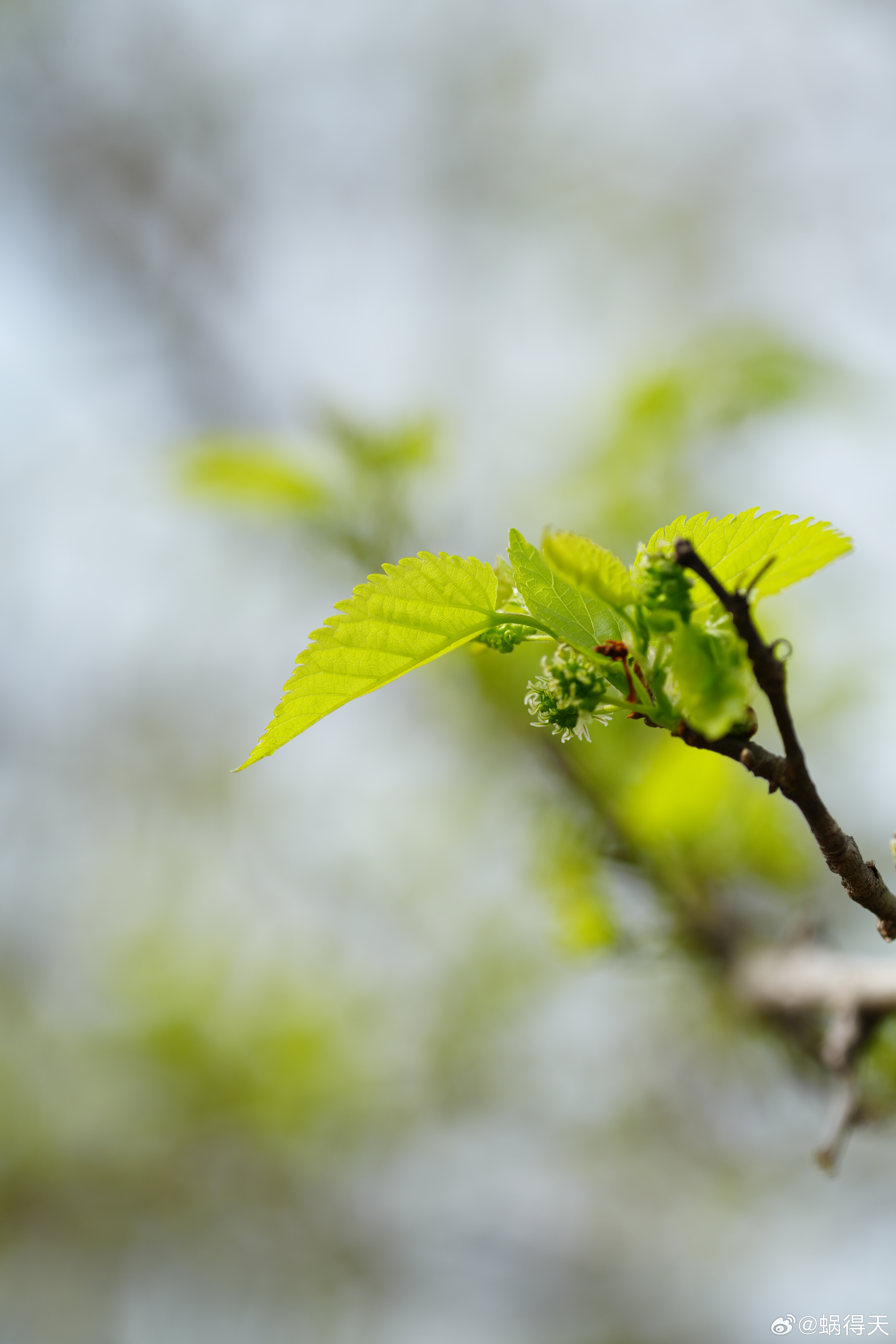 桑葚又要熟了？蜗的摄影日记